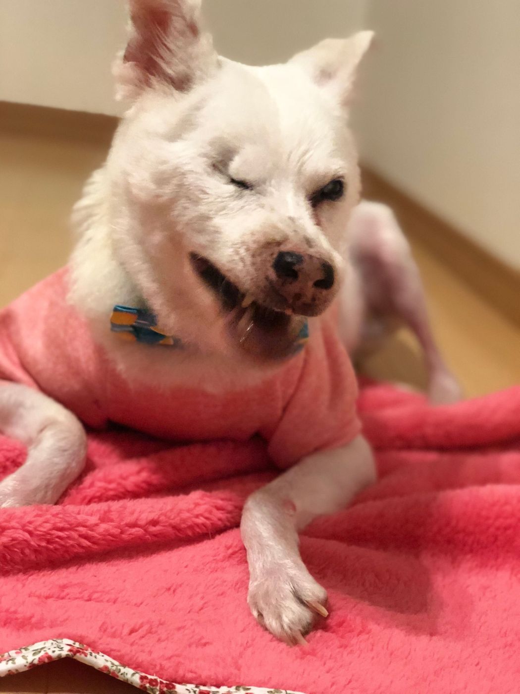 天使の寝顔 かと思いきや くしゃみ後のシロさんの表情が 連載 おばあちゃん犬がやってきた 第70回 いぬのきもちweb Magazine 天使の寝顔 かと思いきや くしゃみ後のシロさんの表情が 連載 おばあちゃん犬がやってきた 第70回 いぬのきもちweb Magazine