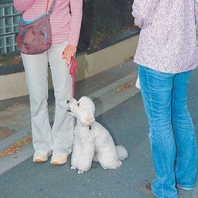 他人に急に近づかれると興奮しがち。オスワリの習慣をつけると落ち着きやすくなります