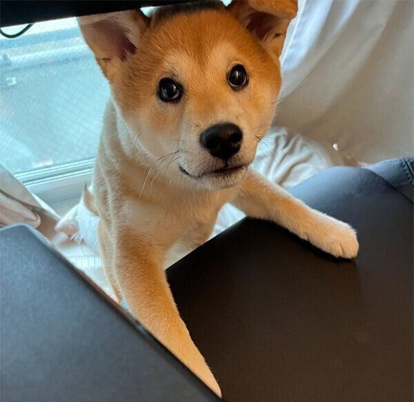 椅子の下から遊びに誘う唯ちゃん