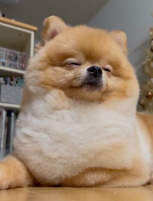 ウトウトしているランランちゃん