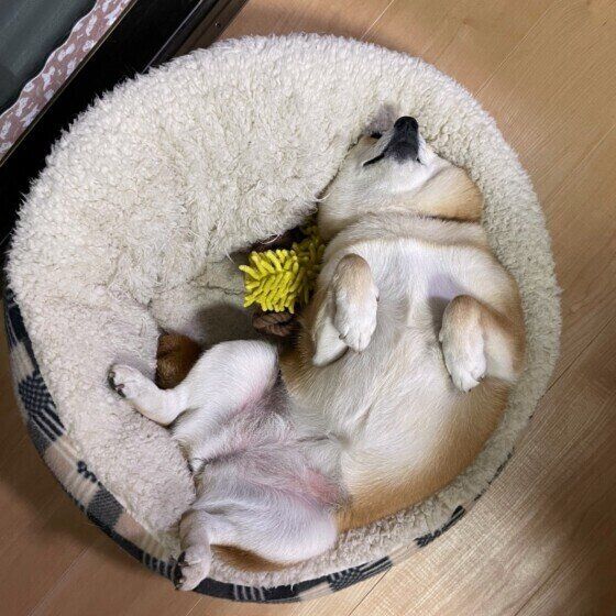 ヘソ天で眠る柴