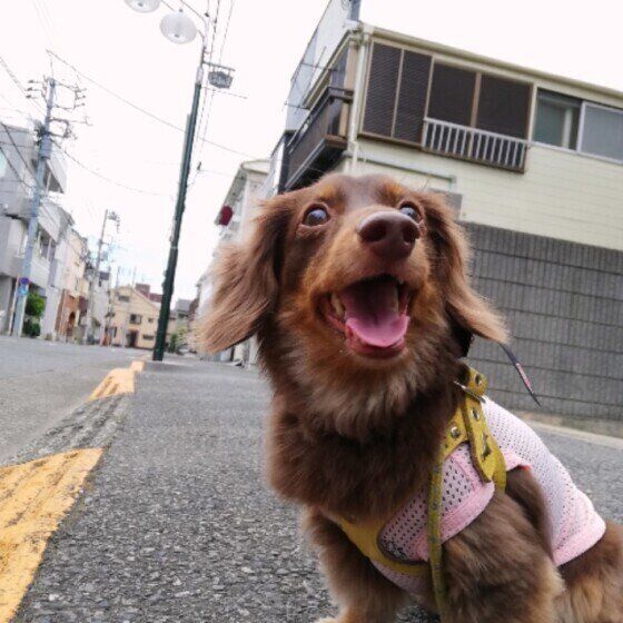カニーンヘン・ダックスフンドの EINちゃん