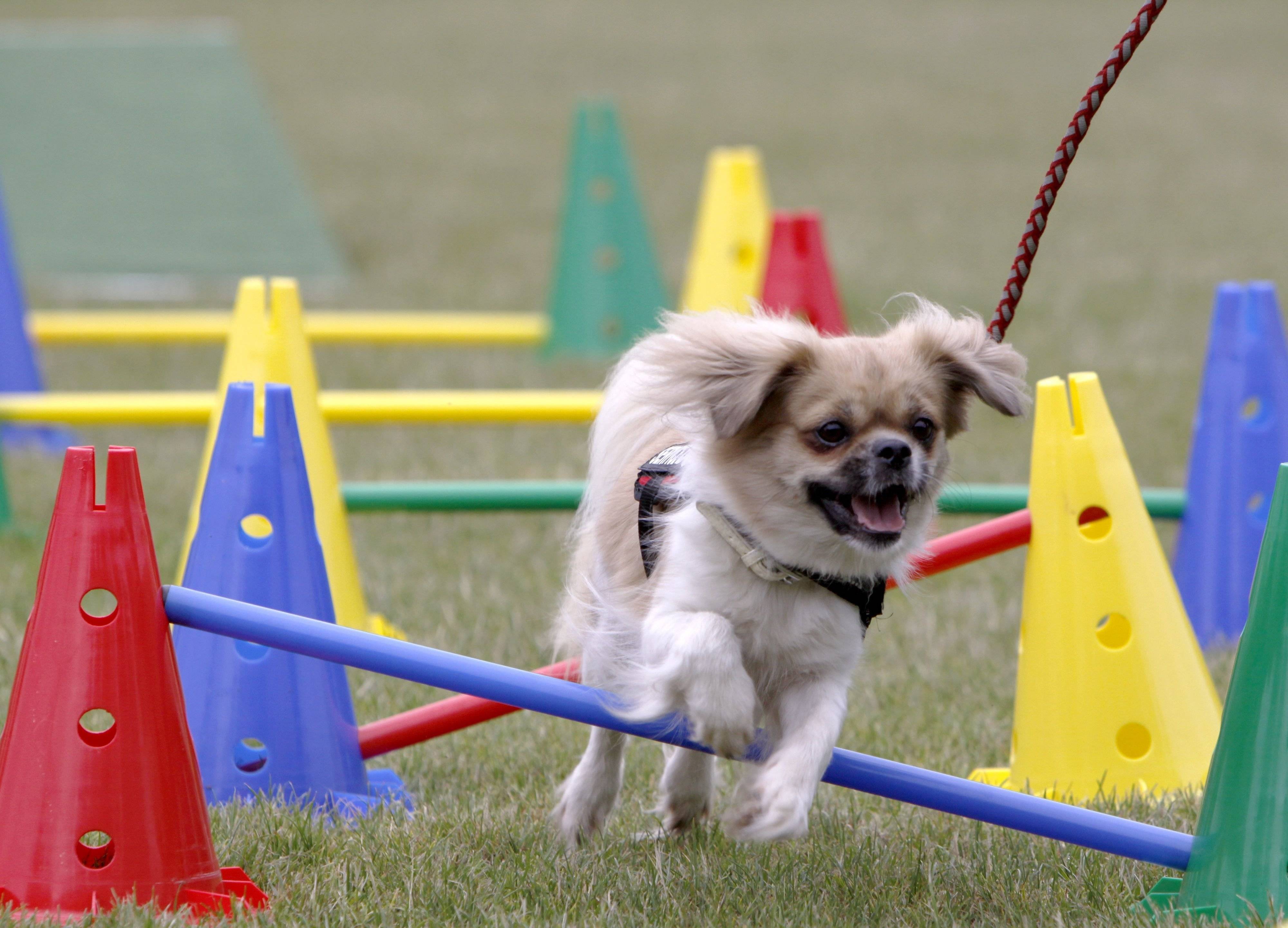 チベタン・スパニエル