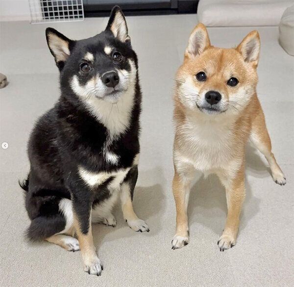 見つめるあさちゃん、のんちゃん