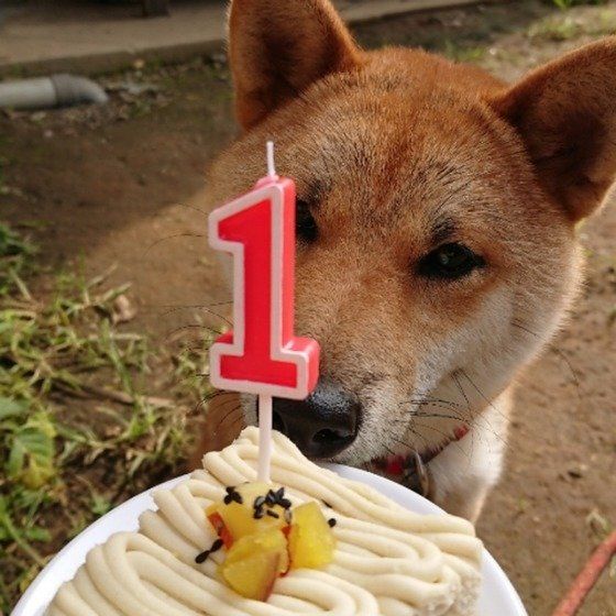 獣医師監修 犬にかぼちゃはok 種や皮は プロ直伝のおやつレシピも いぬのきもちweb Magazine