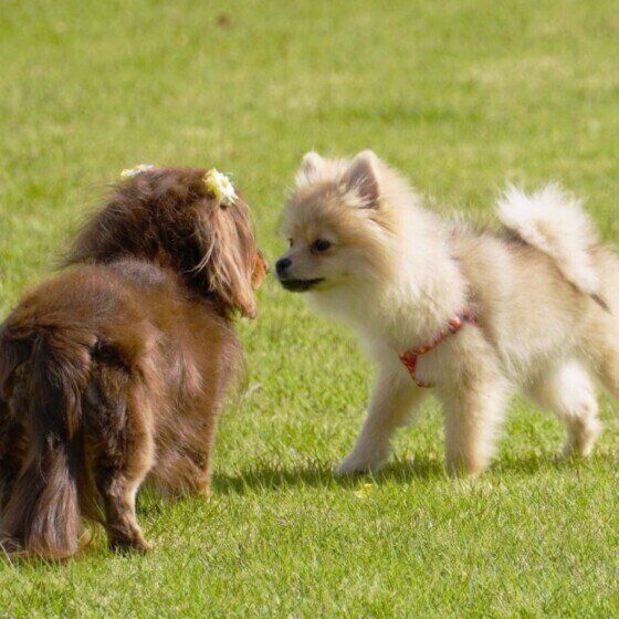犬同士の挨拶って何をしているの？獣医師に聞いてみた いぬのきもち