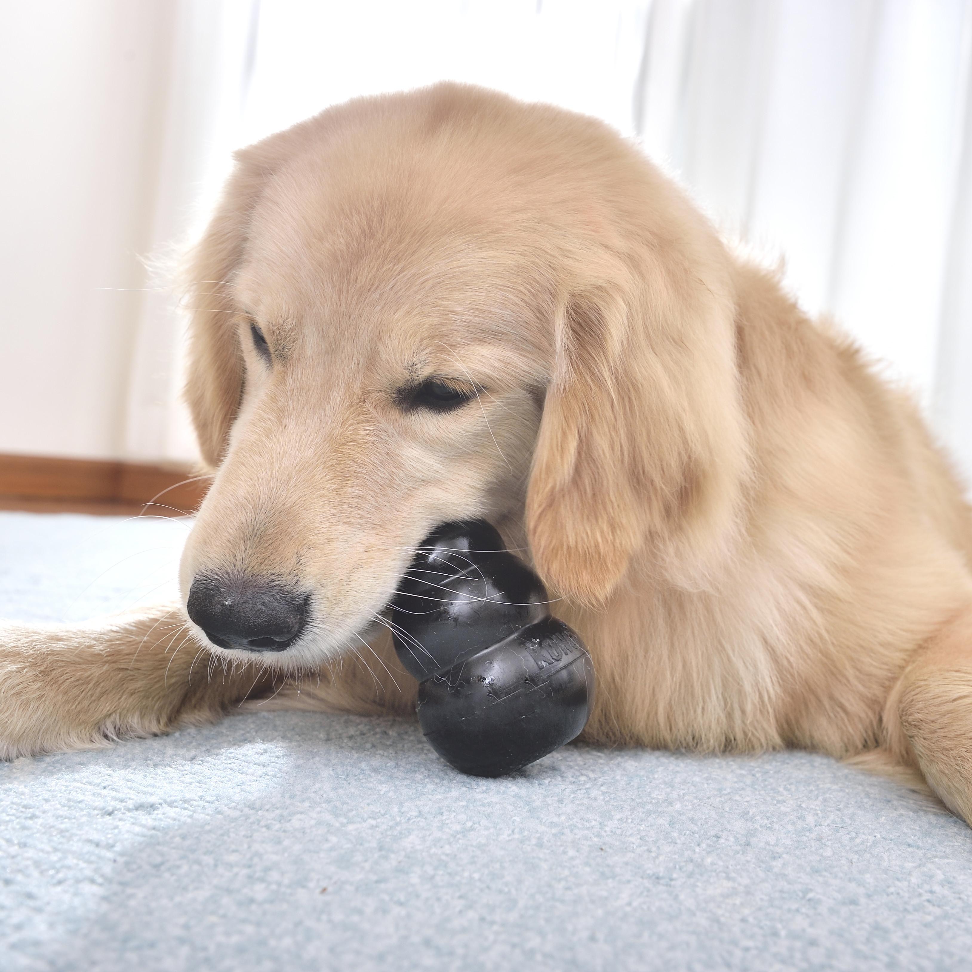 カプッ 愛犬が突然 人の手や服を噛む その理由とやめさせ方 いぬのきもちweb Magazine