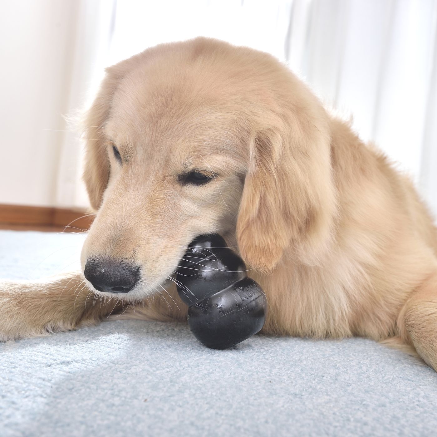 カプッ 愛犬が突然 人の手や服を噛む その理由とやめさせ方 いぬのきもちweb Magazine カプッ 愛犬が突然 人の手や服を噛む その理由とやめさせ方 いぬのきもちweb Magazine
