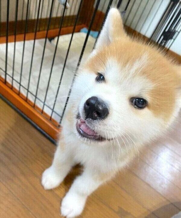 「チェッ」という表情をする福くん