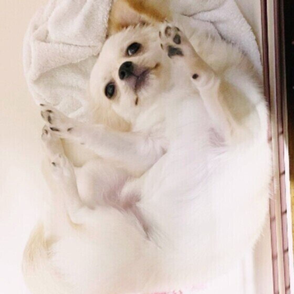 犬が なでて と近寄ってきたら なでなでで喜ぶ部位とうっとりさせる方法 いぬのきもちweb Magazine 犬が なでて と近寄ってきたら なでなでで喜ぶ部位とうっとりさせる方法 いぬのきもちweb Magazine