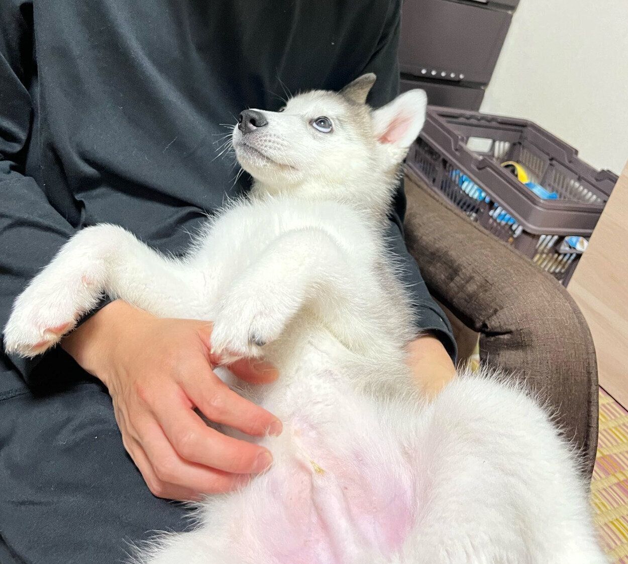 まったりするゆのくん