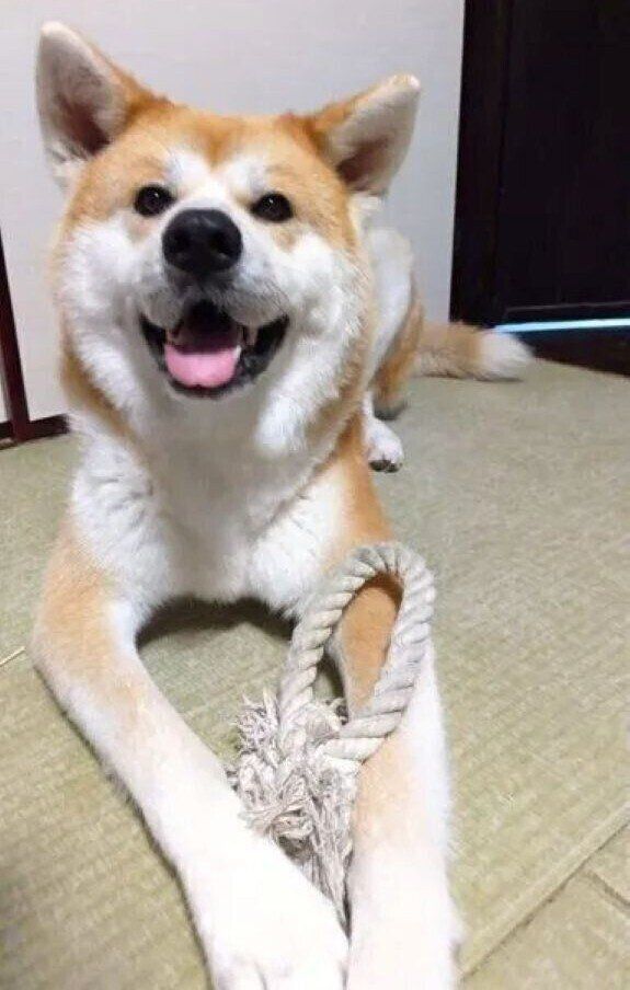 とびきりの笑顔を見せる秋田犬