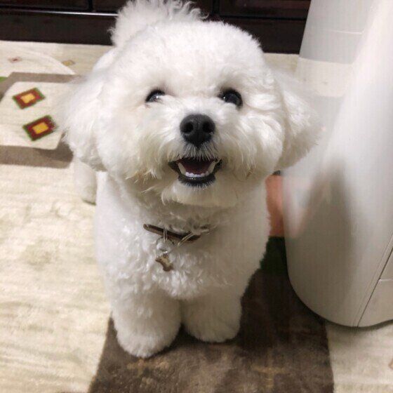 見つめるトイ・プードル