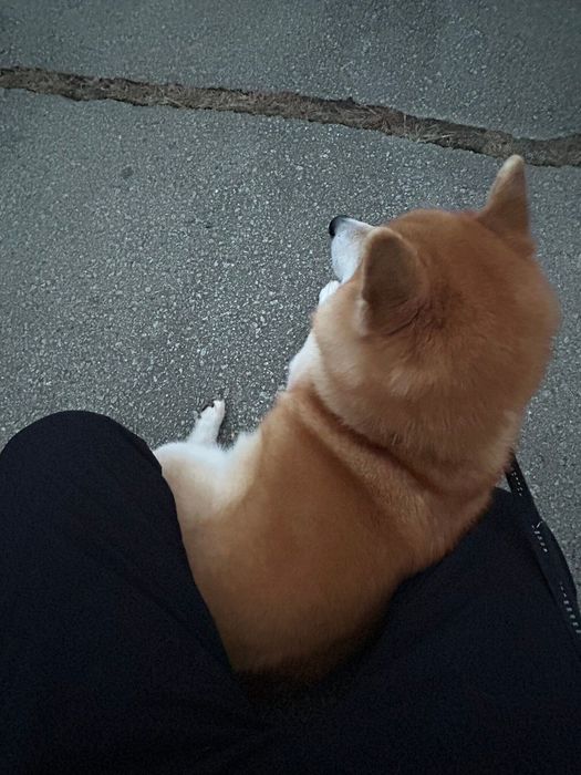 飼い主さんとあたたまりあう柴犬