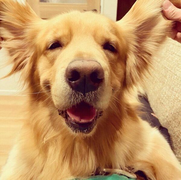 笑顔のモッシュくん