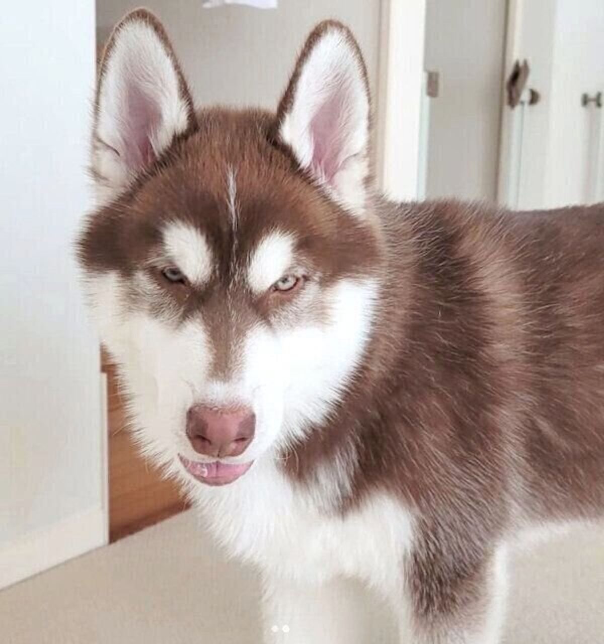 2カ月半で ワイルドな犬 に変貌を遂げたハスキー子犬 もうすぐ2才になる 現在の成長ぶりも微笑ましい いぬのきもちweb Magazine 2カ月半で ワイルドな犬 に変貌を遂げたハスキー子犬 もうすぐ2才になる 現在の成長ぶりも微笑ましい いぬのきもちweb Magazine