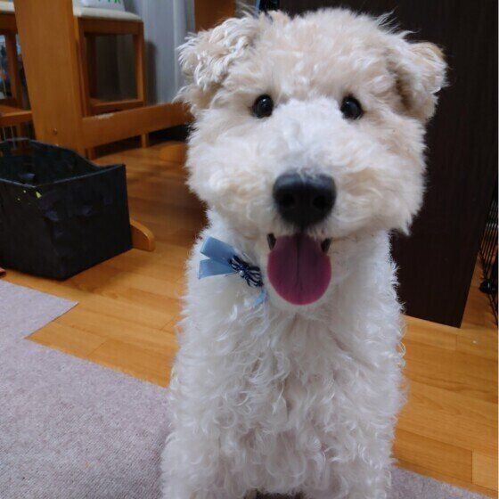 笑顔が可愛いワイアー・フォックス・テリア