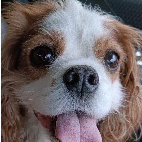 まんまるお目目のキャバリア・キング・チャールズ・スパニエル