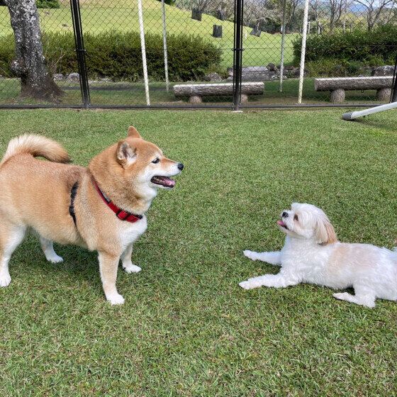 従姉妹のさくらちゃんと遊ぶ オモチちゃん