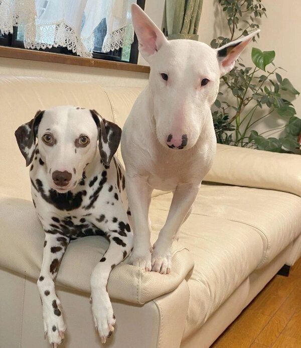 現在のすずこちゃん