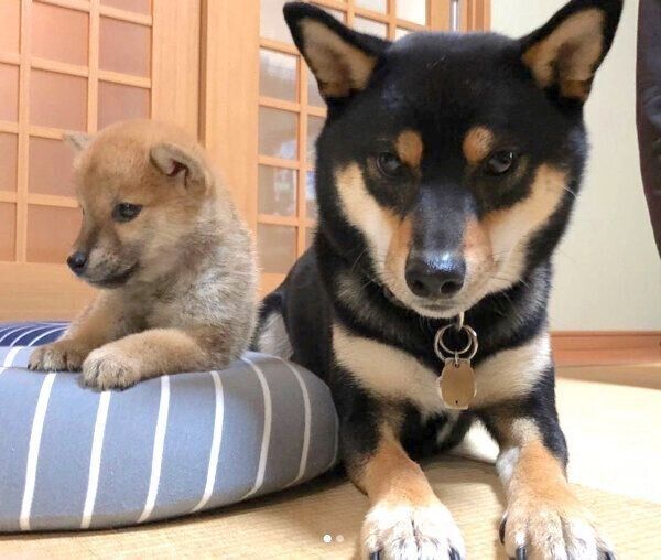 家族になったばかりの頃の小次狼くんと五十鈴ちゃん