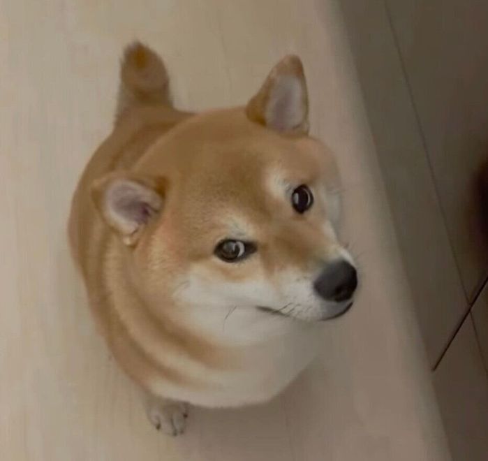 おやつが欲しくて見つめるうにちゃん