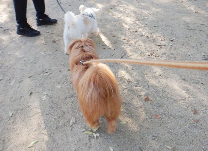 連載「こぐま犬てんすけ」