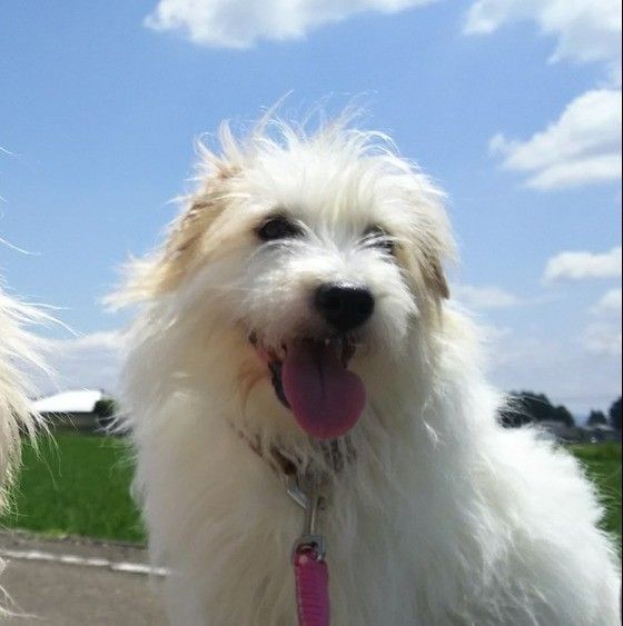 お散歩を楽しむ、はあとくん