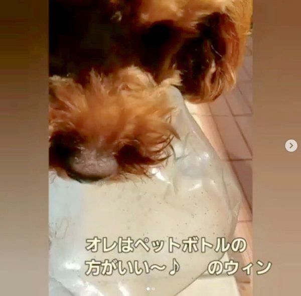 仲良しなゴールデン・レトリーバーとトイ・プードル