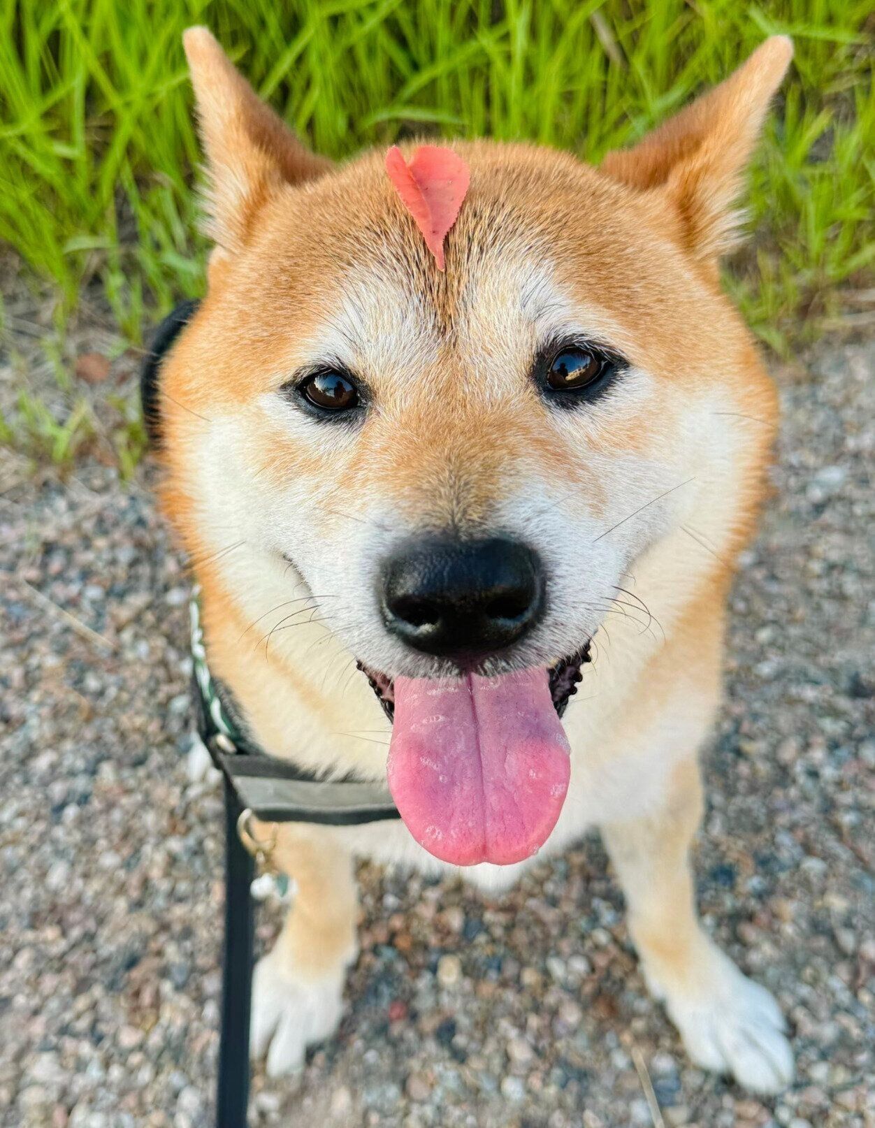 楽しそうな陽くん