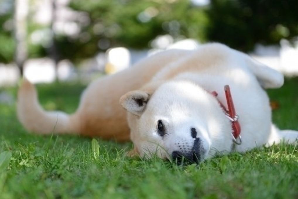 犬の食物アレルギー 症状と対策 食事療法 いぬのきもちweb Magazine 犬の食物アレルギー 症状と対策 食事療法 いぬのきもちweb Magazine