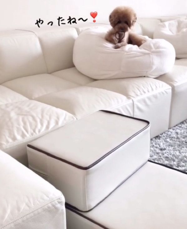 ヘアゴムを探すトイ・プードル