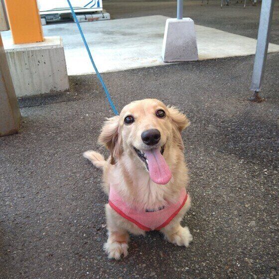 ダックスフンド