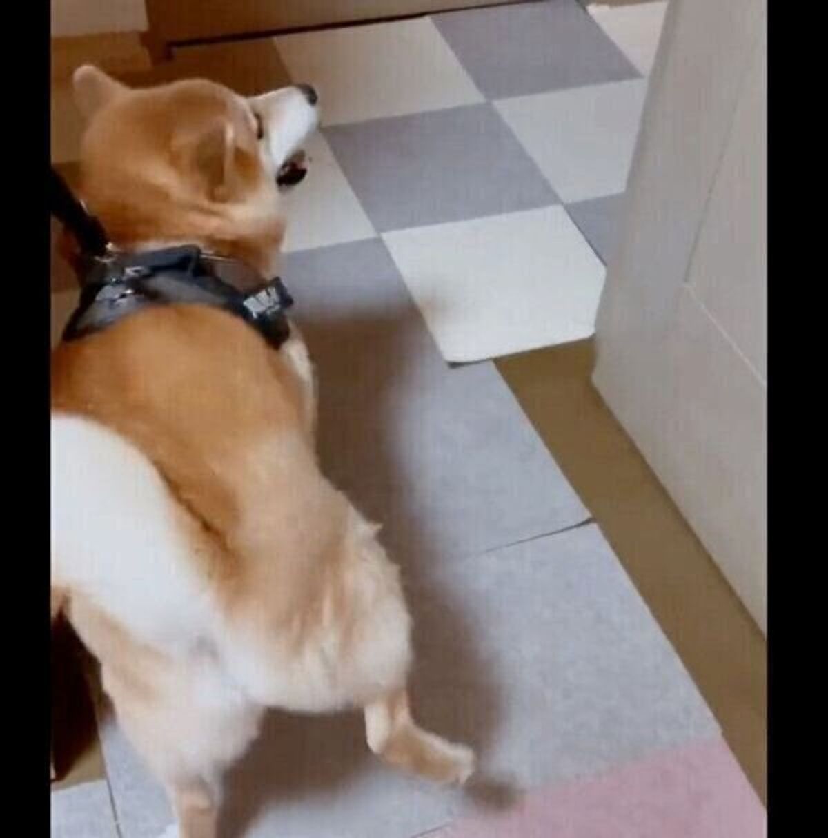 散歩のあとに ルンルン と足踏みする柴犬 行動からわかる心理とは 獣医師解説 いぬのきもちweb Magazine 散歩のあとに ルンルン と足踏みする柴犬 行動からわかる心理とは 獣医師解説 いぬのきもちweb Magazine