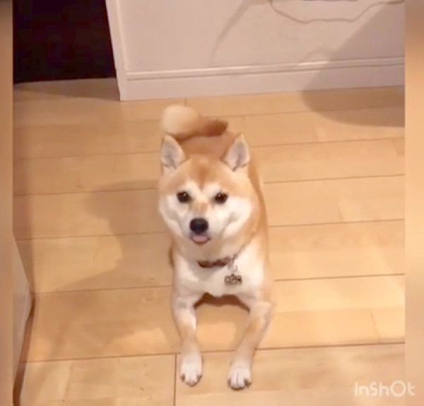 おやつが欲しくて文句を言う柴犬