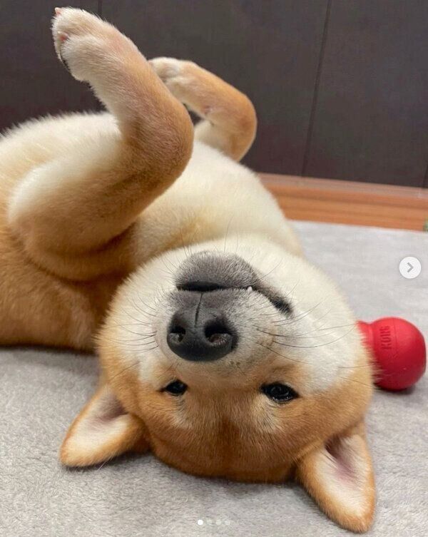 寝転がるまるくん