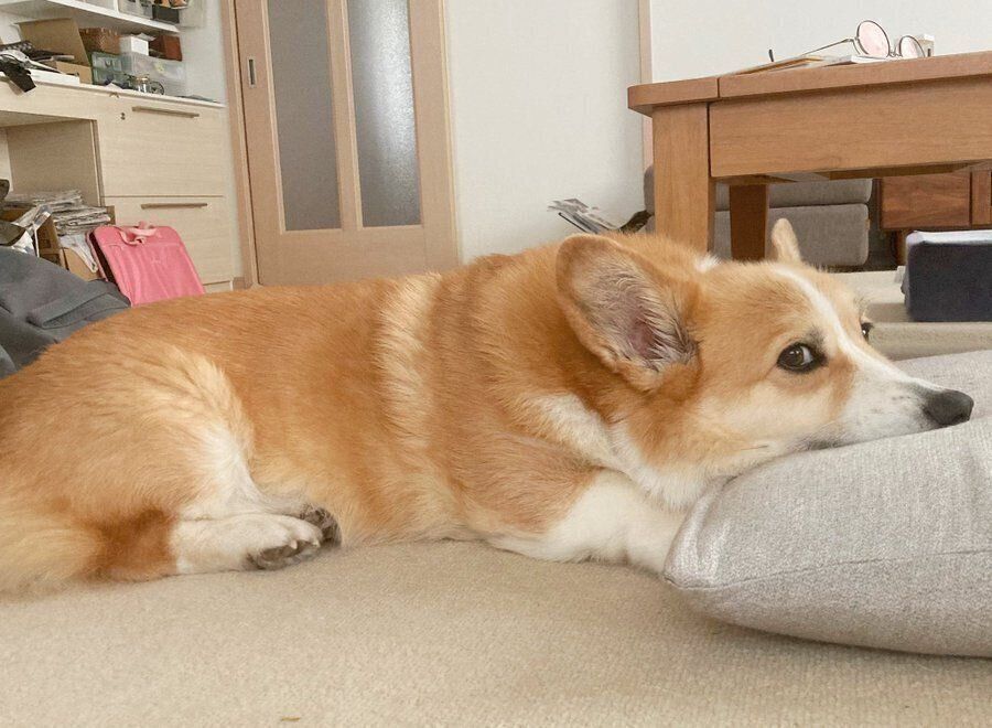 寝転がるむぎくん