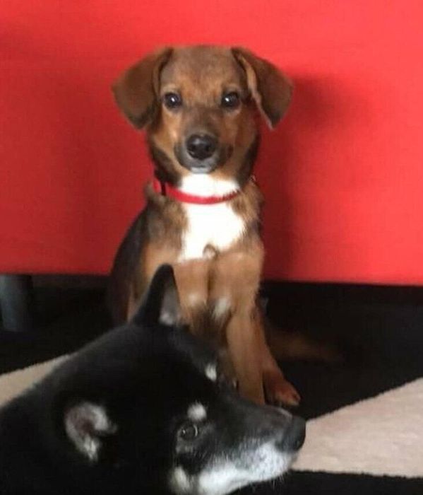 お迎え当初の犬 推定6カ月(写真:上)