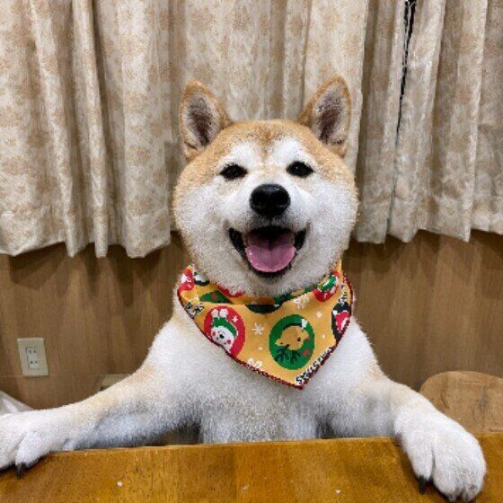 トリミングをした柴のコタローくん
