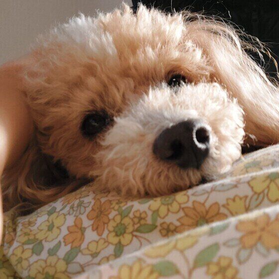 トイ・プードルのハービーちゃん