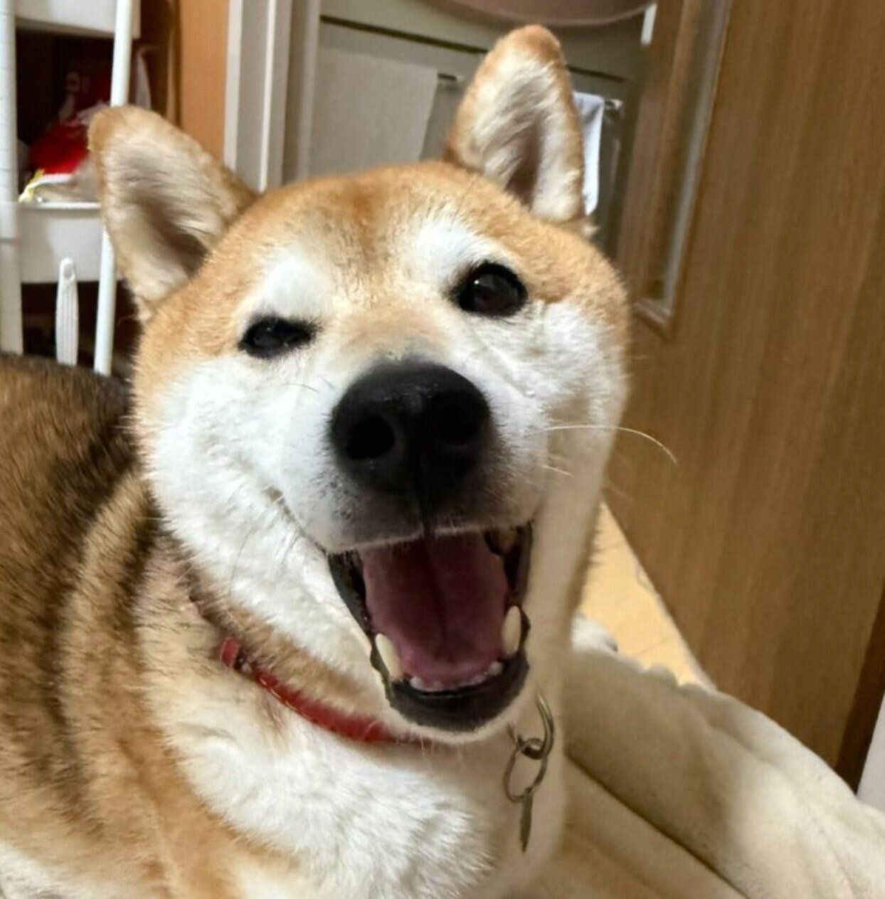 ご機嫌な才蔵くん