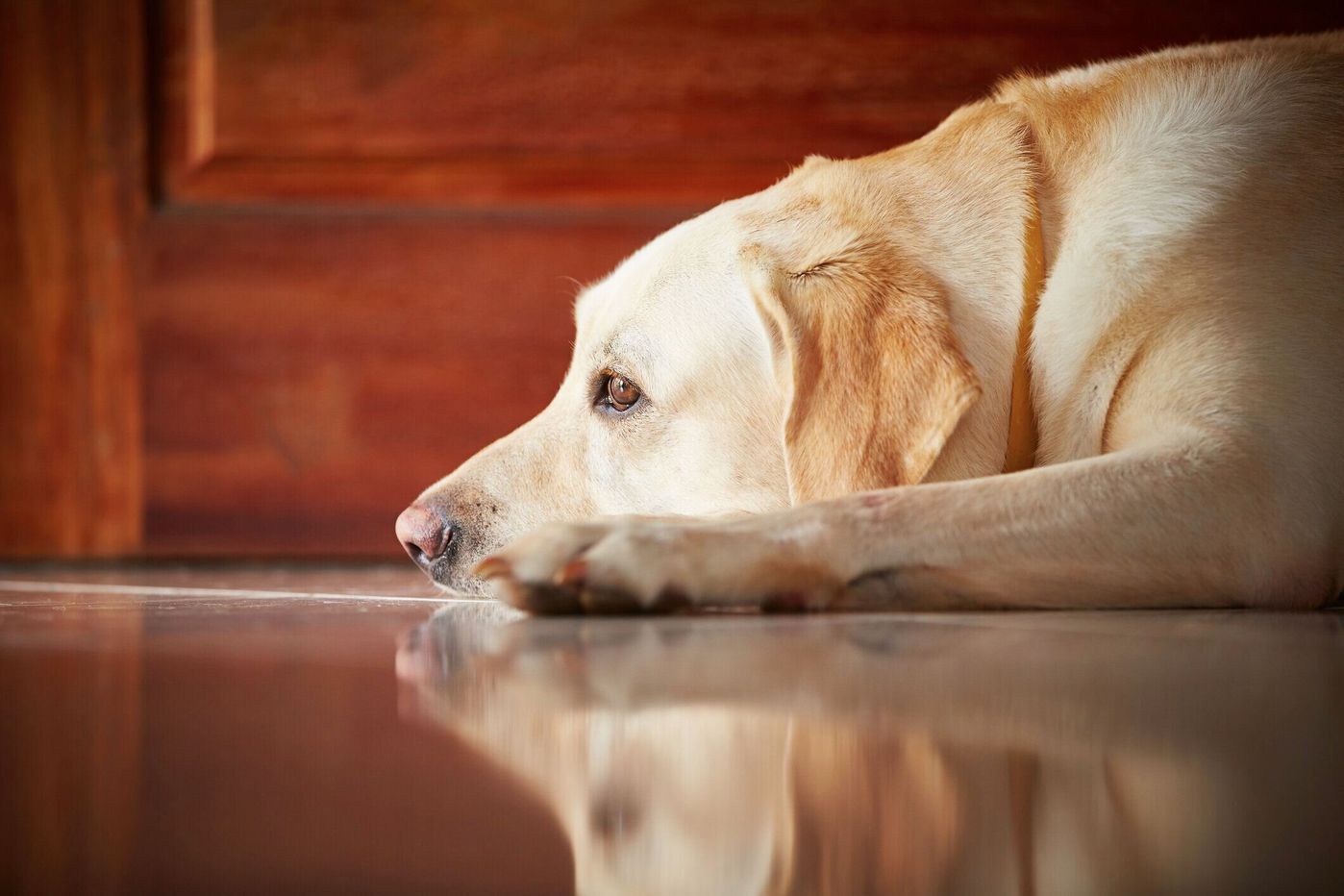 気づいてる 犬からの 悲しいよサイン 5つ いぬのきもちweb Magazine 気づいてる 犬からの 悲しいよサイン 5つ いぬのきもちweb Magazine