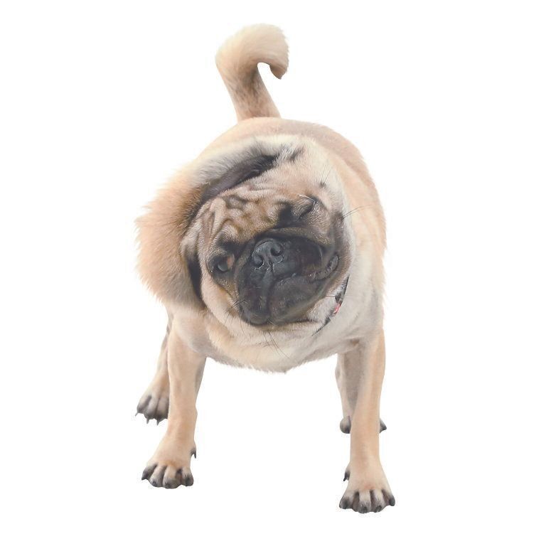 体を振るのもストレスサインの場合が