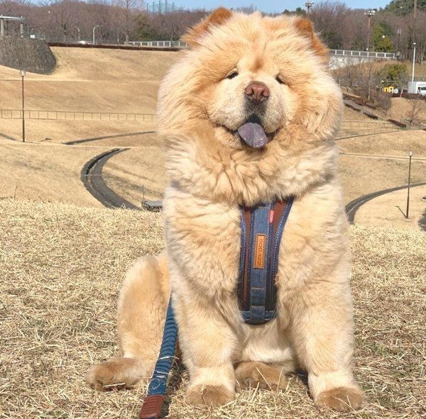 微笑むくり蔵くん