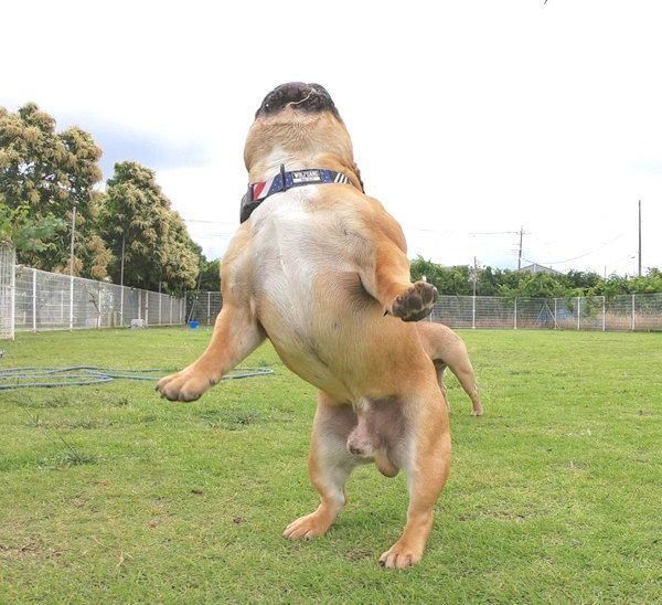 立ち上がるガルムくん