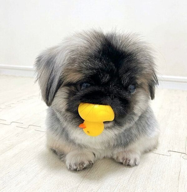 ひよこちゃんをくわえるモブくん