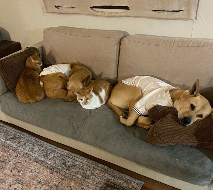 ソファでくつろぐ犬2頭と同居猫たち