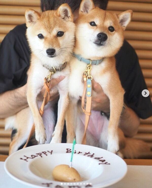 パパさんに抱っこされるにこちゃん、たまちゃん