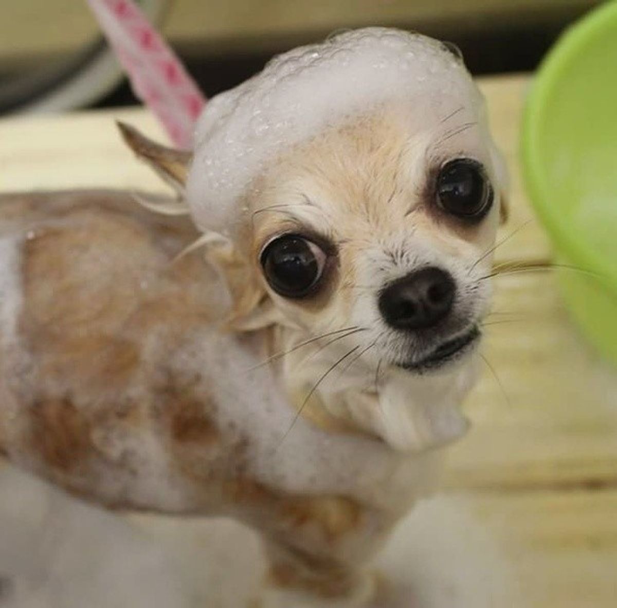 抜け毛が多くても 嫌がるワンコも 愛犬のシャンプー裏ワザ時短テク いぬのきもちweb Magazine 抜け毛が多くても 嫌がるワンコも 愛犬のシャンプー裏ワザ時短テク いぬのきもちweb Magazine