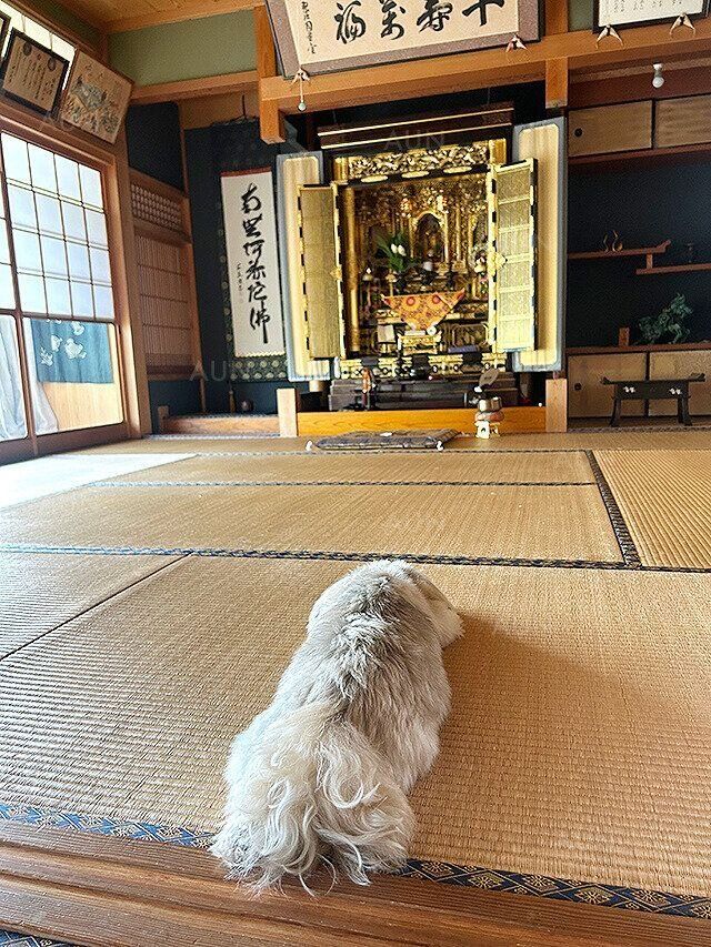 シーズー犬マンガてんぽshihtzu